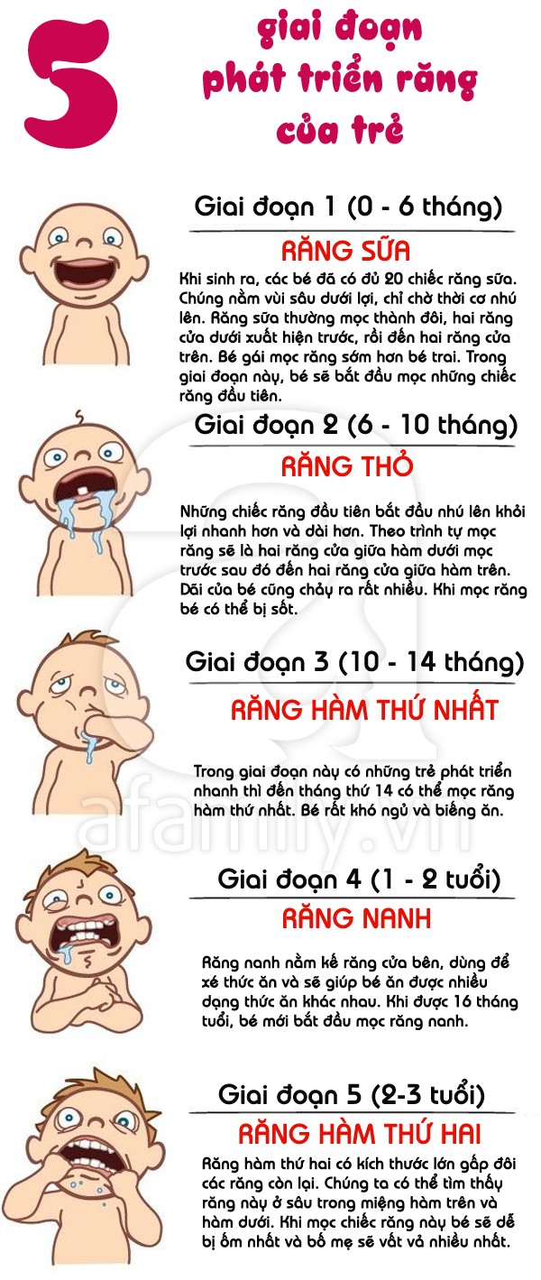 Những điều thú vị về sự phát triển răng của bé 1